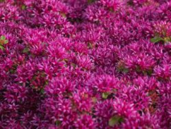 Teppich-Fettblatt 'Schorbuser Blut', Sedum spurium 'Schorbuser Blut', Topfware von Sedum spurium 'Schorbuser Blut'