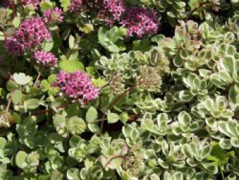 Teppich-Fettblatt 'Variegatum', Sedum spurium 'Variegatum', Topfware von Sedum spurium 'Variegatum'