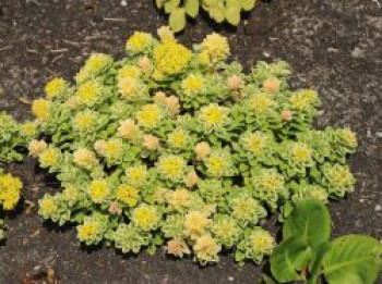 Fettblatt 'Atlantis', Sedum takesimense 'Atlantis', Topfware von Sedum takesimense 'Atlantis'