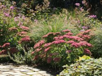 Hohes-Fettblatt 'Herbstfreude', Sedum telephium 'Herbstfreude', Containerware von Sedum telephium 'Herbstfreude'