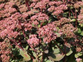 Hohes-Fettblatt 'Matrona', Sedum telephium 'Matrona', Containerware von Sedum telephium 'Matrona'