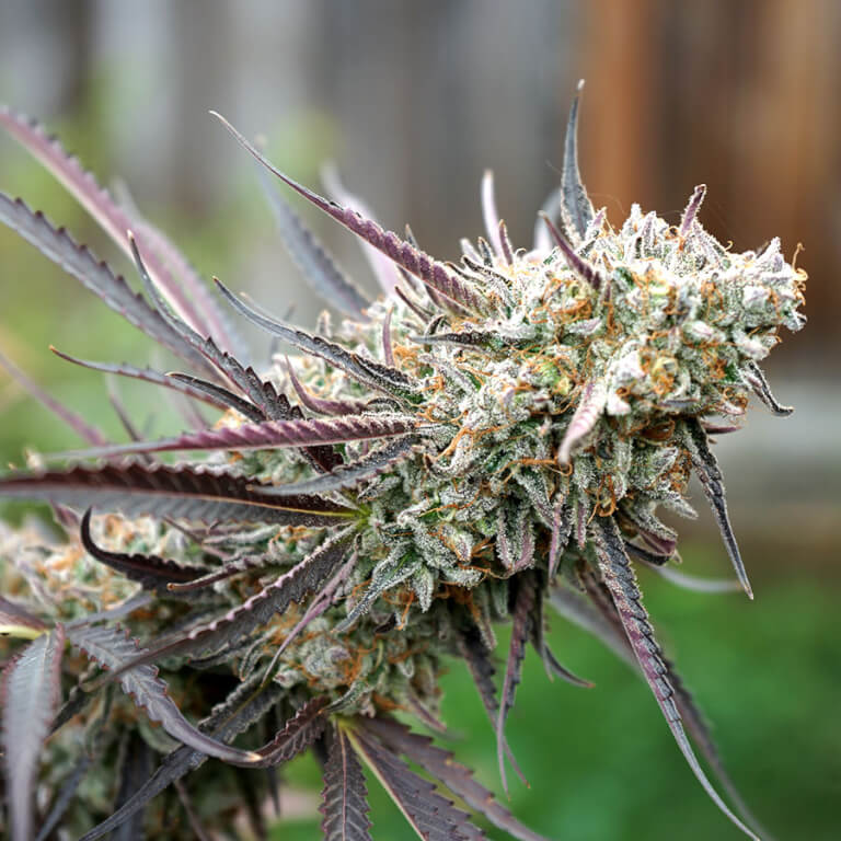 Ice Cream Cake von Seed Junky