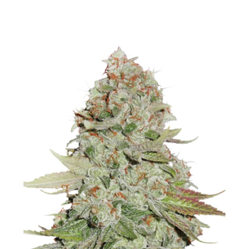 GG#4 Feminisiert 0,25 L (3 Stk) von Seed Stockers