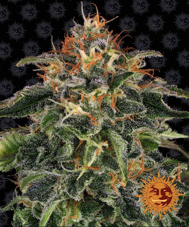 Moby Dick von Seed Stockers