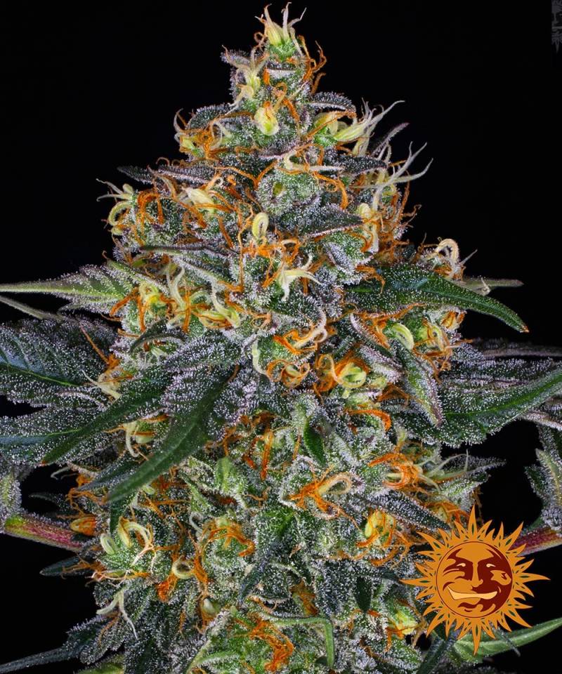 Moby Dick von Seed Stockers