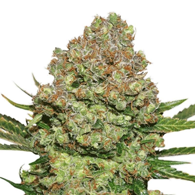 White Widow Feminisiert 0,25 L (3 Stk) von Seed Stockers