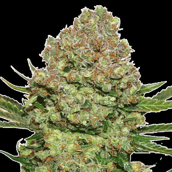 White Widow Feminisiert 1,5 L (1 Stk) von Seed Stockers