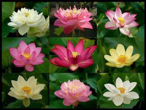 10 WHITE LOTUS (Sacred Water Lily / Lily Pad / Asian Water Lotus) Nymphaea Ampla Flower Seeds by Seedville von Seed plant