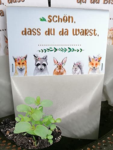 Seedball Gastgeschenk zum Kindergeburtstag *MadeInGermany* von regionalen Behindertenwerkstätten, nachhaltige Geschenke, Samenbomben, Samenkugeln, Seedbombs (5 Tüten - Bienenstaatsbankett) von Seedball-Manufaktur