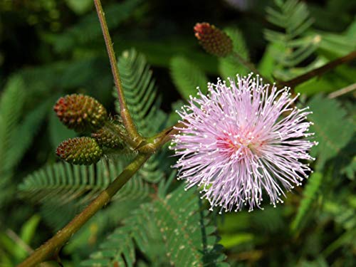 Seedeo® Anzuchtset Echte Mimose (Mimosa pudica) von Seedeo Anzuchtset