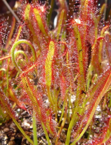 Seedeo Anzuchtset Sonnentau (Drosera capensis) von Seedeo Anzuchtset