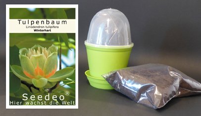Seedeo Anzuchtset Tulpenbaum (Liriodendron tulipifera) von Seedeo Anzuchtset