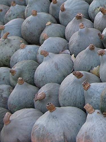 Seedeo Kürbis Blue Ballet (Cucurbita maxima Duch.) 7 Samen BIO von Seedeo Gemüse Raritäten