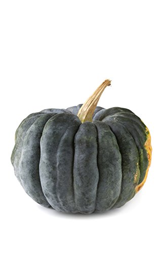 Seedeo® Kürbis Futsu Black (Cucurbita moschata) 10 Samen BIO von Seedeo Gemüse Raritäten