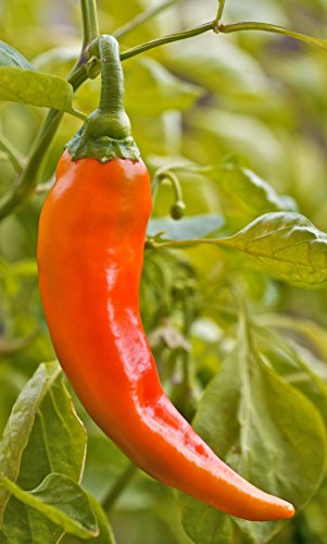 Seedeo Paprika Antalya´ dan (Capsicum annuum) 20 Samen BIO von Seedeo Gemüse Raritäten