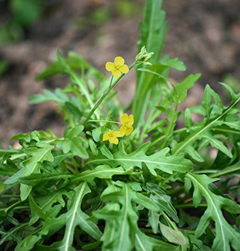 Seedeo® Rucola selvatica/Wilde Rauke (Diplotaxis tenuifolia) 250 Samen BIO von Seedeo Gemüse Raritäten