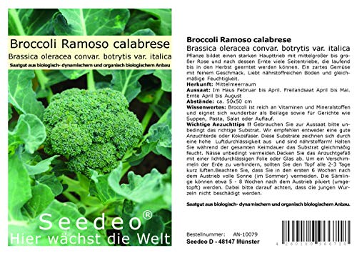Seedeo® Broccoli Ramoso calabrese (Brassica oleracea convar. botrytis var. italica) 50 Samen BIO von Seedeo Gemüse Raritäten