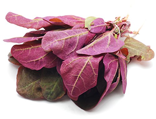 Seedeo® Gartenmelde rubinrot (Atriplex hortensis var. Rubra) 200 Samen BIO von Seedeo Gemüse Raritäten