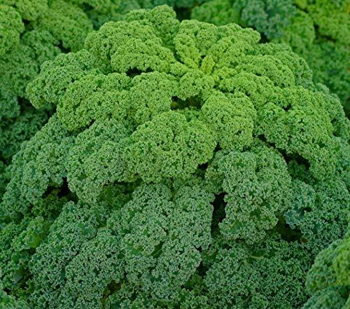 Seedeo® Grünkohl Westlandse Winter (Brassica oleracea var. sabellica) BIO 150 Samen von Seedeo Gemüse Raritäten