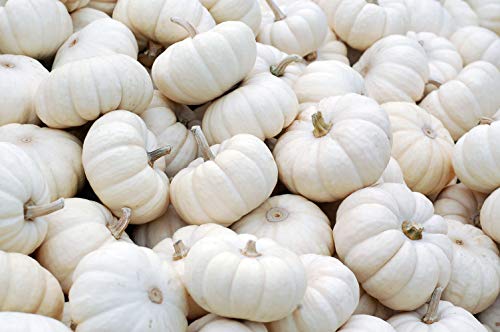 Seedeo® Kürbis Flat White Boer (Cucurbita maxima) 10 Samen BIO von Seedeo Gemüse Raritäten