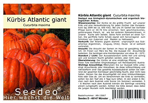 Seedeo® Riesenkürbis Atlantic giant (Cucurbita maxima) 7 Samen von Seedeo Gemüse Raritäten