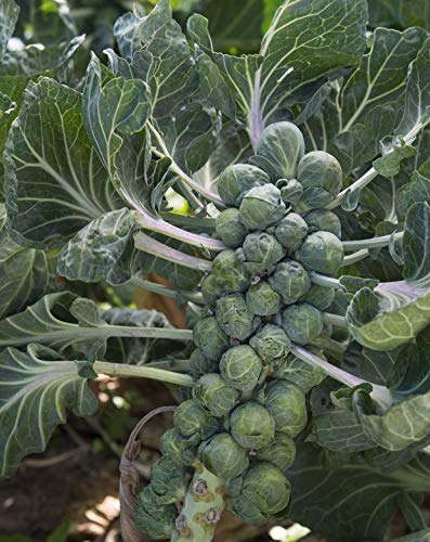 Seedeo® Rosenkohl Groninger (Brassica oleracea var. gemmifera) 50 Samen BIO von Seedeo Gemüse Raritäten