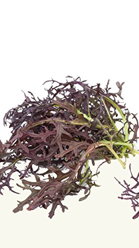 Seedeo® Rouge metis Asiagemüse (Brassica rapa) 500 Samen BIO von Seedeo Gemüse Raritäten