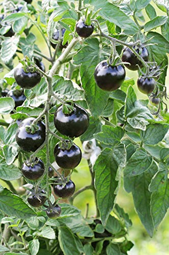 Seedeo® Tomate Indigo Rose (Lycopersicum L.) 20 Samen BIO von Seedeo Gemüse Raritäten