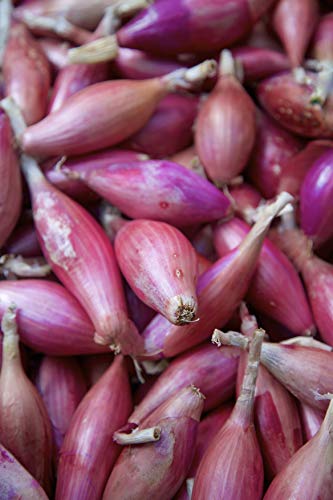 Seedeo® Zwiebel Rossa lunga di Firenze (Allium cepa L.) ca. 200 Samen BIO von Seedeo Gemüse Raritäten