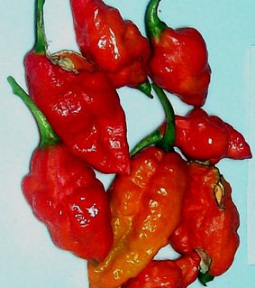 Seedeo Chili Bhut Jolokia rot (Capsicum chinense) 10 Samen von Seedeo Gemüse Raritäten