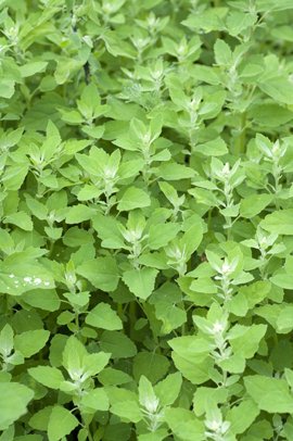 Seedeo® Gartenmelde Mondseer (Atriplex hortensis) 300 Samen BIO von Seedeo Gemüse Raritäten