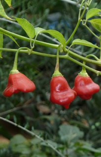 Seedeo® Glockenpaprika (capsicum baccatum L.) 20 Samen BIO von Seedeo Gemüse Raritäten