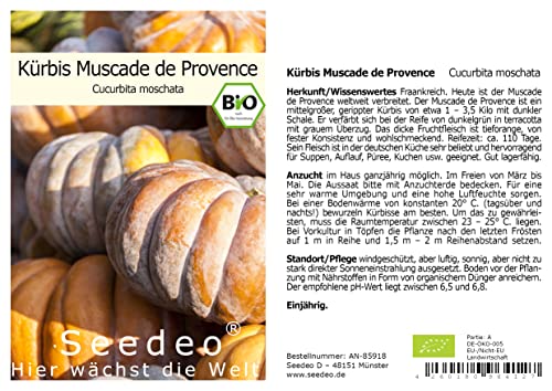 Seedeo® Kürbis Muscade de Provence (Cucurbita moschata) 7 Samen BIO von Seedeo Gemüse Raritäten