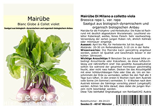 Seedeo® Mairübe Blanc globe à collet violet (Brassica rapa L. var. rapa) 200 Samen BIO von Seedeo Gemüse Raritäten