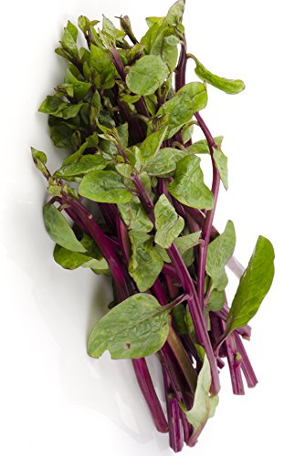 Seedeo® Roter Malabarspinat (Basella rubra) 15 Samen BIO von Seedeo Gemüse Raritäten