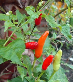 Seedeo Tabasco (Capsicum frutescens) 20 Samen von Seedeo Gemüse Raritäten