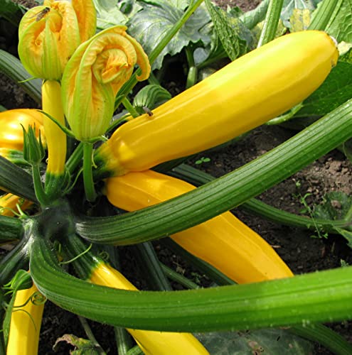Seedeo® Zucchini Gold Rush (Cururbita pepo L.) 20 Samen BIO von Seedeo Gemüse Raritäten