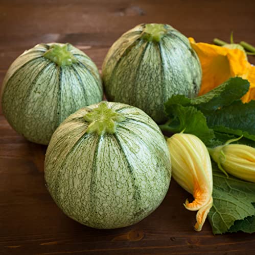 Seedeo Zucchini Tondo chiaro di Nizza (Cucurbita pepo) 15 Samen BIO von Seedeo Gemüse Raritäten