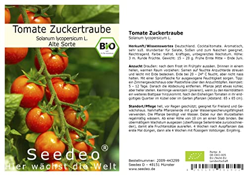 Tomate Zuckertraube (Lycopersicum L.) 30 Samen BIO von Seedeo Gemüse Raritäten