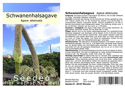 Seedeo® Schwanenhalsagave (Agave attenuata) 20 Samen von Seedeo