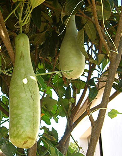 Seedeo® Afrikanische Riesenkalebasse (Lagenaria siceraria) 20 Samen von Seedeo