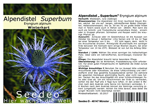 Seedeo® Alpendistel „ Superbum“ (Eryngium alpinum) 30 Samen von Seedeo