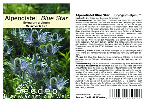 Seedeo® Alpendistel Blue Star (Eryngium alpinum) ca. 30 Samen von Seedeo