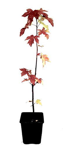 Seedeo® Amerikanischer Amberbaum (liquidambar styraciflua) Pflanze 2,5 Jahre alt von Seedeo