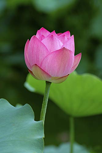 Seedeo® Anzuchtset Indische Lotusblume (Nelumbo nucifera) von Seedeo