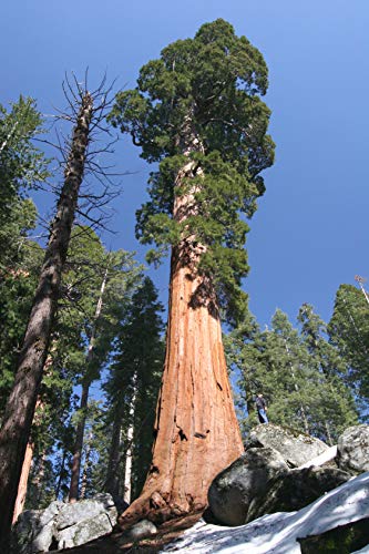 Seedeo® Anzuchtset Küsten - Mammutbaum (Sequoia sempervirens) 50 Samen von Seedeo