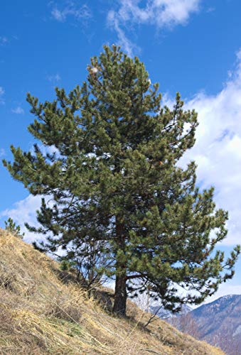 Seedeo® Anzuchtset Zirbel-Kiefer/Zirbe (Pinus cembra) von Seedeo