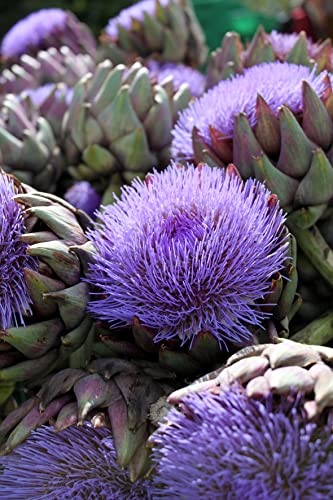 Seedeo® Artischocke (Cynara scolymus) 50 Samen von Seedeo