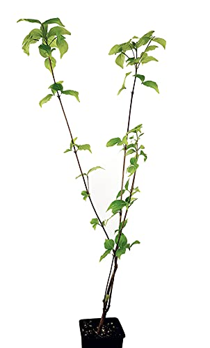 Seedeo® Asiatischer Blütenhartriegel Cornus kousa var. chinensis ca. 50 cm hoch von Seedeo