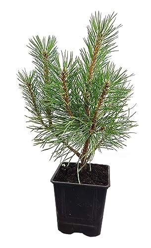 Seedeo® Bergkiefer (Pinus mugo) Pflanze ca. 20 cm - 30 cm von Seedeo